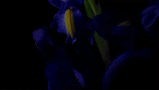 Sensorial Fragrance